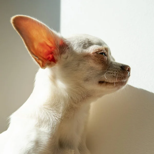奇瓦瓦犬 白色的小狗 步行及照顾家养狗 — 图库照片