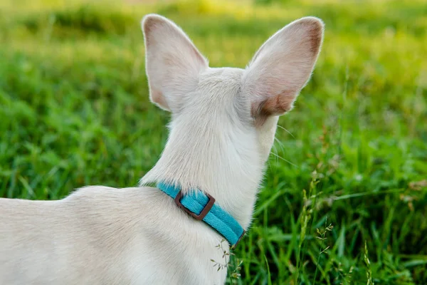 Witte Puppy Chihuahua Hond Wandelen Een Groene Weide — Stockfoto