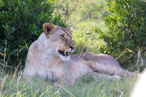 Une Lionne Couchée Dans Herbe Bâille — Photo