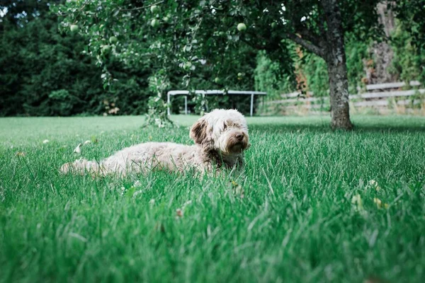 Cão Parque — Fotografia de Stock