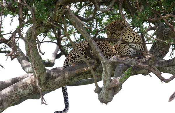 Ein Leopard Hat Sich Zwischen Den Ästen Eines Baumes Bequem — Stockfoto