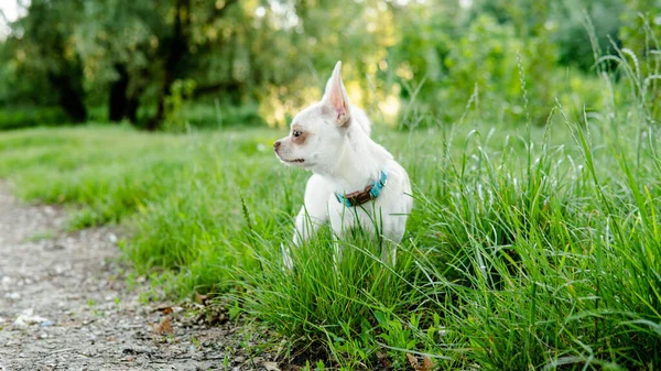 Chihuahua Hond Puppy Van Witte Kleur Wandelen Verzorgen Van Huisdieren — Stockfoto