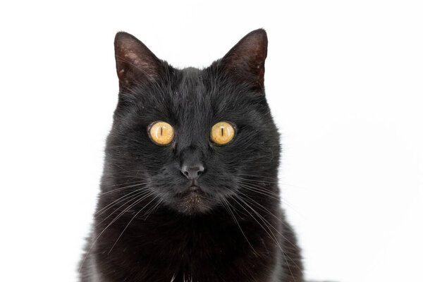 Beautiful black cat poses on a white background