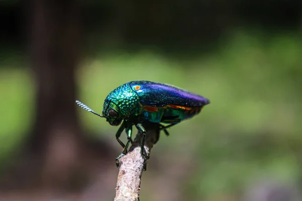 Schöner Schmetterling Wald — Stockfoto