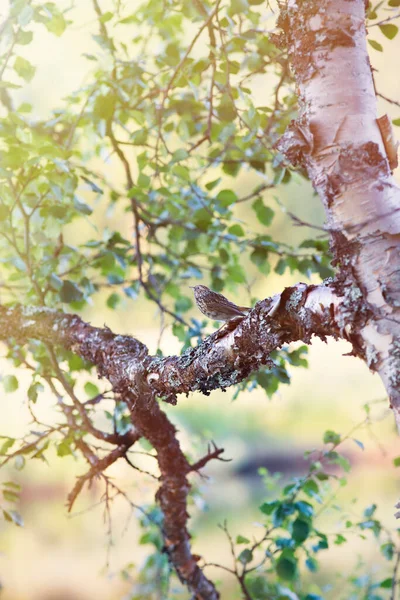 Ormandaki Kuş — Stok fotoğraf