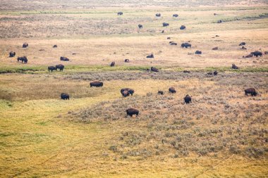 Kenya bozkırında bir fil sürüsü.