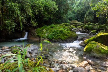 Güzel Atlantik yağmur ormanı nehri vahşi yeşil arazide akan su, Serrinha do Alambari, Serra da Mantiqueira, Rio de Janeiro, Brezilya