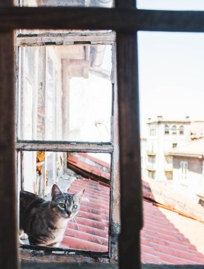 Penceredeki kedi