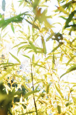 Ormanda yeşil yapraklar