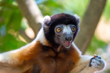 Bir Sifaka lemuru, ağaç tepesinde kendini rahat ettirdi.