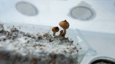 Psilosibin mantarlarının eğlence türleri, sihirli mantarlar ve etkileri üzerine çalışmalar. Mikoloji ve psilosibin mantarları