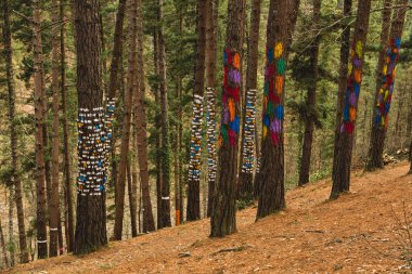 Kortezubi 'deki Oma Ormanı (Bask ülkesi, İspanya). Doğadaki ressam Agustn Ibarrola 'nın sanatsal çalışmaları.. 