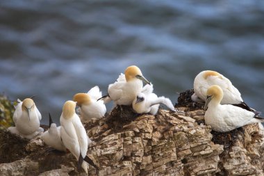 Scale Nab 'de yuva yapan Kuzey sümsük kuşları İngiltere' nin Doğu Yorkshire, Flamborough Head yakınlarındaki Bempton Kayalıkları 'nın bir parçası.