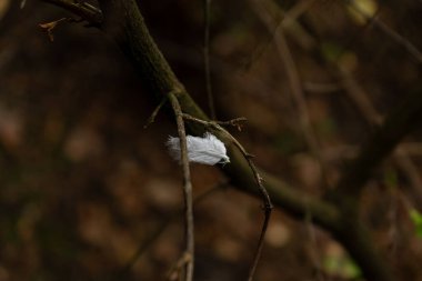 Ormandaki güzel bir tüyün yakın plan çekimi.