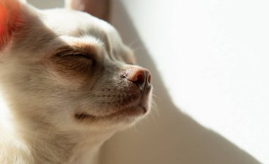 Beyaz renkli köpek yavrusu Chihuahua. Evcil köpekleri gezdirmek ve onlarla ilgilenmek