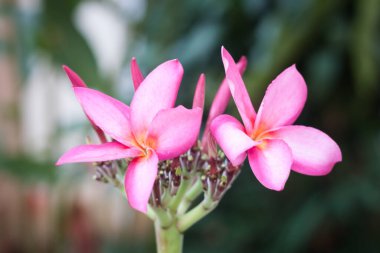 Ağaçta pembe frangipani çiçekleri, stok fotoğrafı.