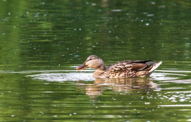Mallard Anas platyrhynchos gölde ördek
