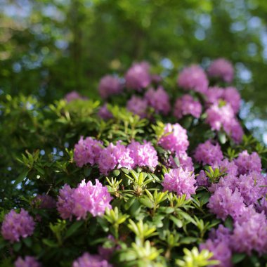 Bahçedeki güzel çiçekler