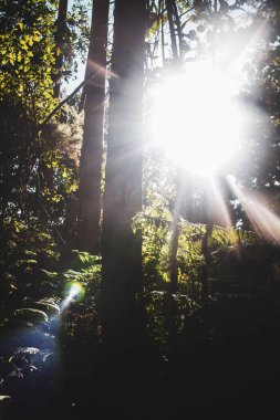 Sabah güzel bir orman