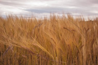 Kırsalda buğday tarlası
