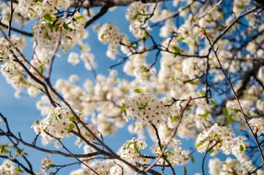 Çiçeklerin altından narin yapraklar açar baharda, güneşli bir günde ağaçların dallarında.