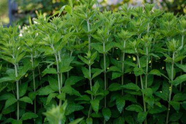 Bahçede ekolojik olarak temiz yeşiller yetişiyor.