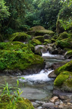 Güzel Atlantik yağmur ormanı nehri vahşi yeşil arazide akan su, Serrinha do Alambari, Serra da Mantiqueira, Rio de Janeiro, Brezilya