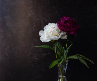 beautiful bouquet of peonies on black background