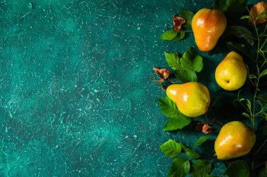 Yapraklardan organik armut toplayın. Parlak bir turkuaz arka planda yapraklı organik armut hasadı. Metin için yer.