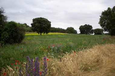 Geniş yeşil çimenli ve bulutlu gökyüzü olan güzel bir manzara.