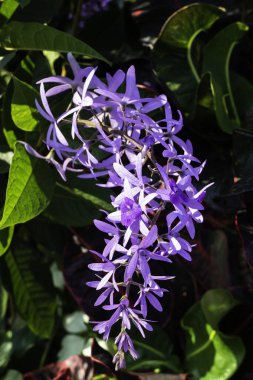 Saksıda satılık fabrika, stok fotoğrafı.