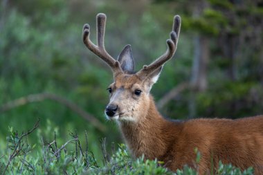 Ormanda, arka planda bir geyiğin yakın plan fotoğrafı.