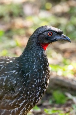 Atlantik yağmur ormanlarında kırmızı boyunlu güzel siyah kuş, Serrinha do Alambari Ekolojik Rezervi, Rio de Janeiro, Brezilya