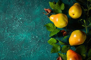 Yapraklardan organik armut toplayın. Parlak bir turkuaz arka planda yapraklı organik armut hasadı. Metin için yer.