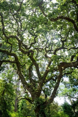 Quinta da Regaleira bahçesindeki güzel ağaç, Sintra, Lizbon, Portekiz yakınlarında.