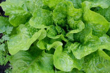 Bahçede ekolojik olarak temiz yeşiller yetişiyor.