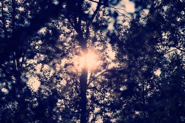 Ormanda güzel bir gün batımı