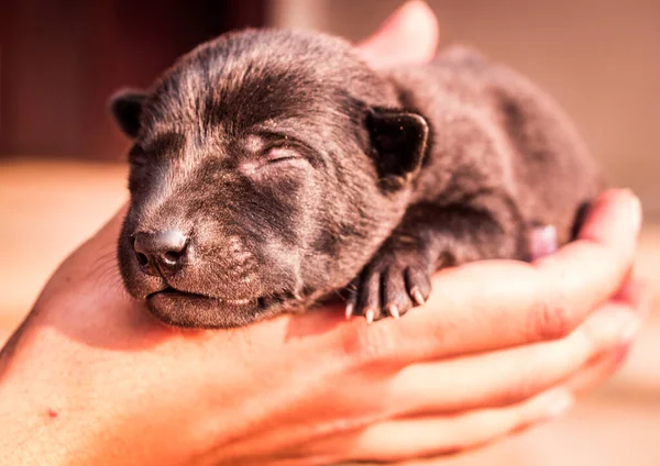 Lindo Cachorro Bebé Está Durmiendo Una Mano Mujer — Foto de Stock