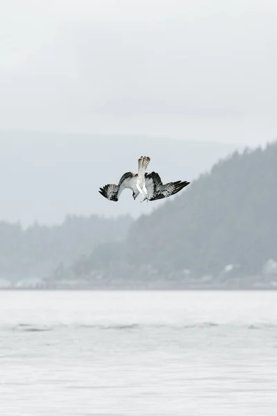 Оздобич Пірнає Puget Sound Сіетл — стокове фото