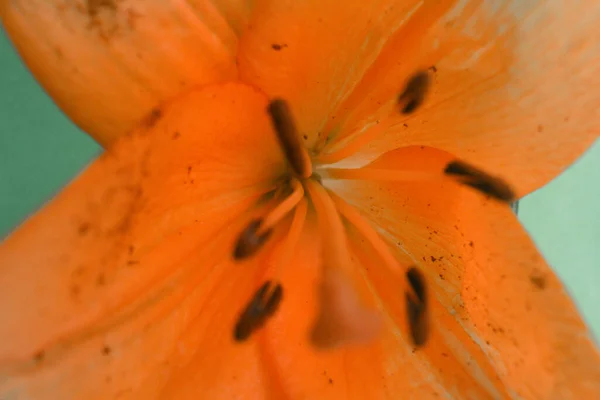 Lilja Orange Blommor Grön Bakgrund — Stockfoto