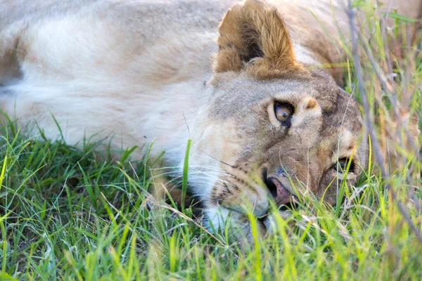 Zbliżenie Lwicy Próbującej Odpocząć Trawie — Zdjęcie stockowe