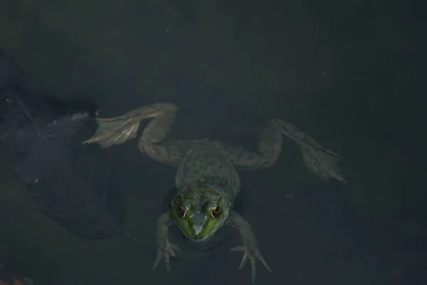 Gros Plan Une Grenouille Nageant Dans Étang — Photo