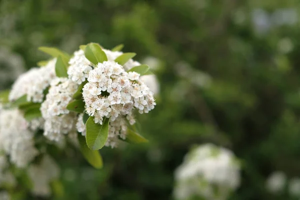 Kleine Lente Bloemen Bloeien Bij Zonsopgang — Stockfoto