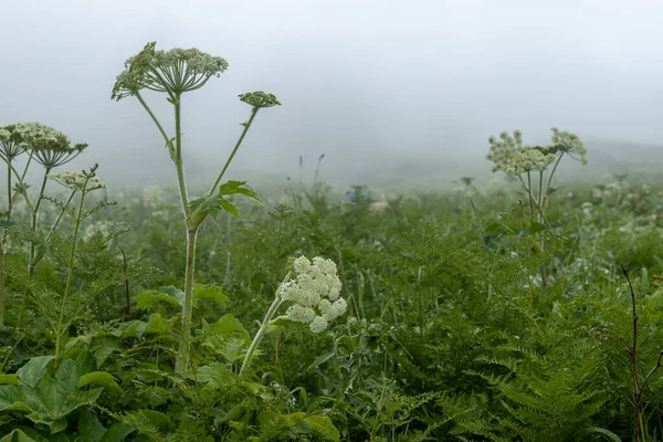 Hierba Verde Bosque — Foto de Stock