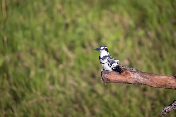 カラフルな色の地元のケニアの鳥が木の枝に座っています — ストック写真