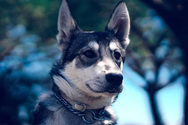 Närbild Hund Ras Sibirisk Husky — Stockfoto