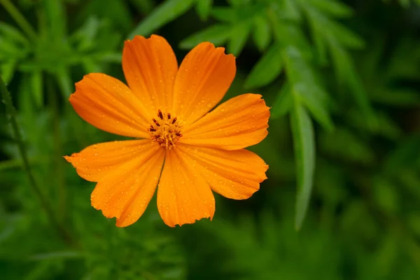 Fiori Esotici Dell Isola Del Madagascar — Foto Stock