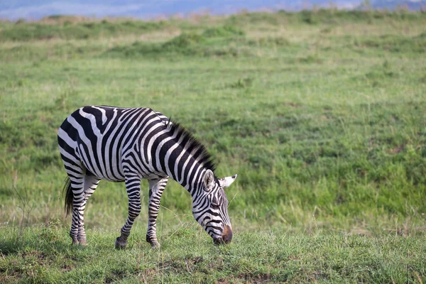 Jedna Zebra Zielonym Krajobrazie Parku Narodowego Kenii — Zdjęcie stockowe