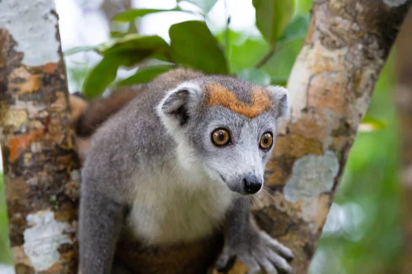 Kronan Lemur Ett Träd Regnskogen Madagaskar — Stockfoto