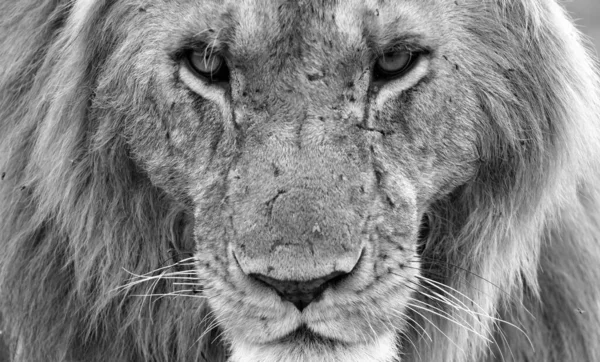 Лицо Большого Льва Крупным Планом — стоковое фото